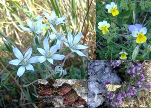 Sněděk chocholičnatý (bílé květy), Viola tricolor, Netřesk výběžkatý a motýl Zejkovec hluchavkový